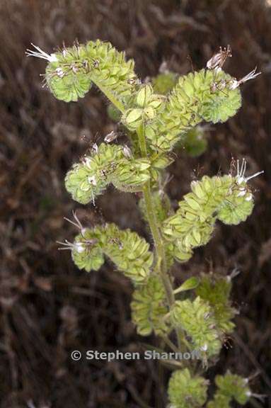 phacelia imbricata ssp imbricata 2 graphic